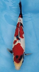 Showa - Daugher of Aoi.jpg